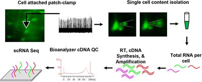 Patch-to-Seq and Transcriptomic Analyses Yield Molecular Markers of Functionally Distinct Brainstem Serotonin Neurons